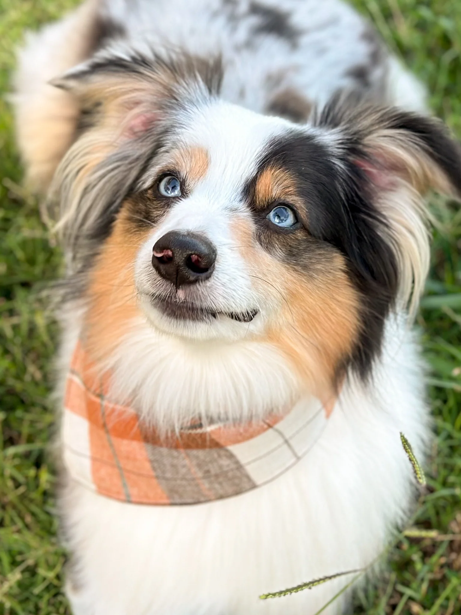 Autumn Plaid Bandana - Image 2