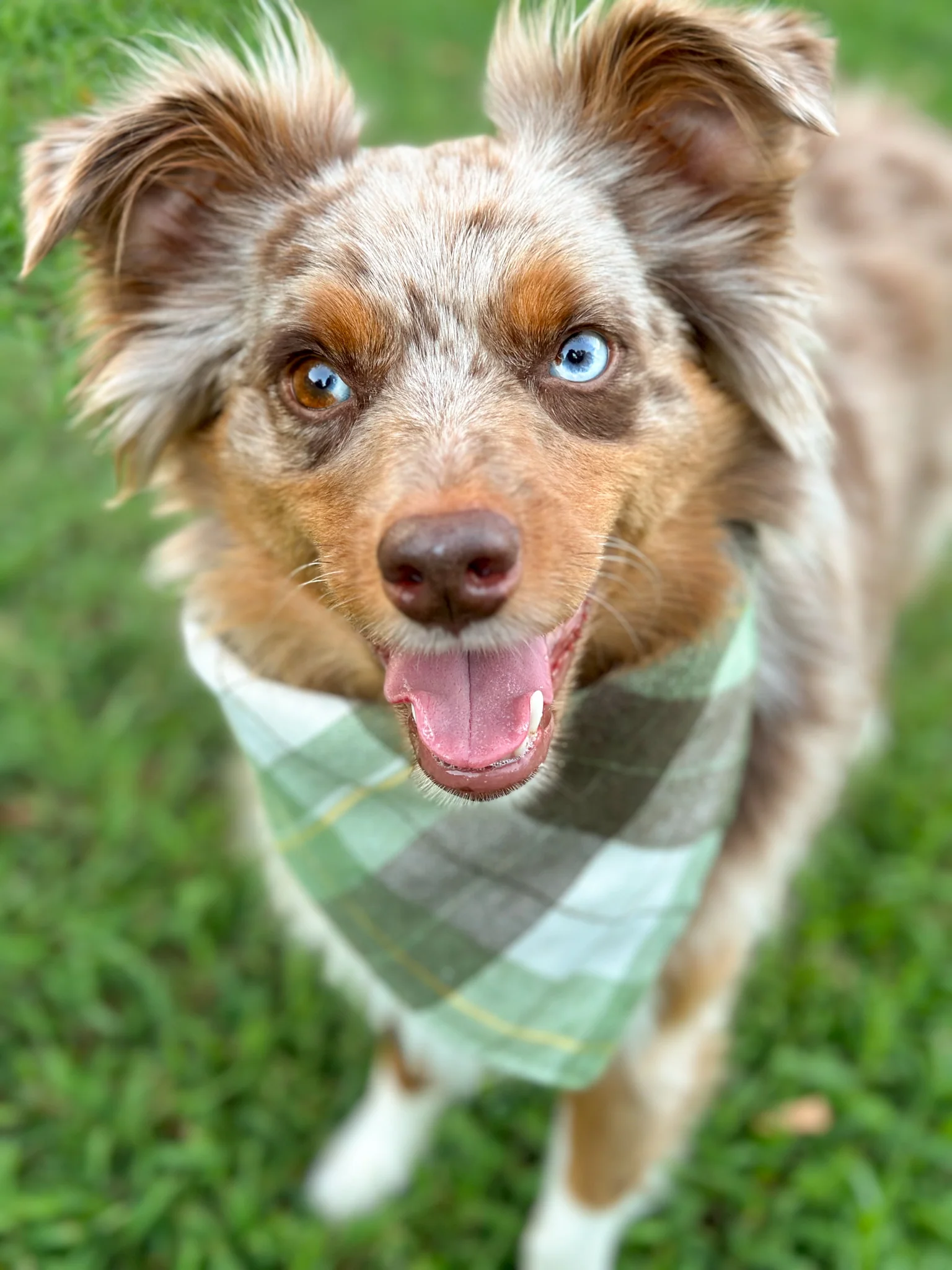 Autumn Plaid Bandana - Image 3