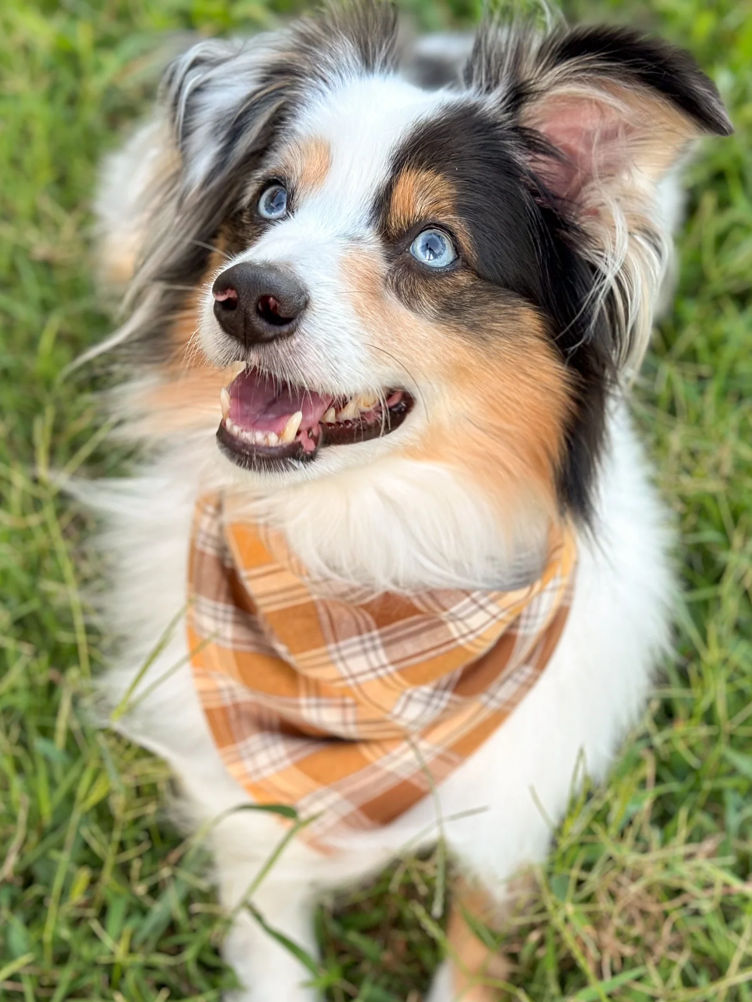 Autumn Plaid Bandana - Image 5