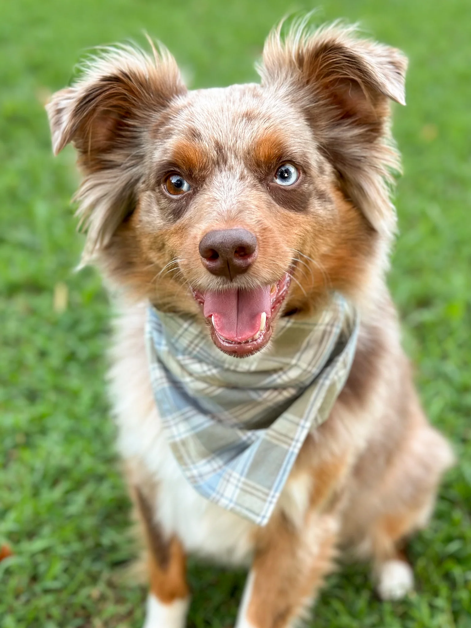 Autumn Plaid Bandana - Image 6