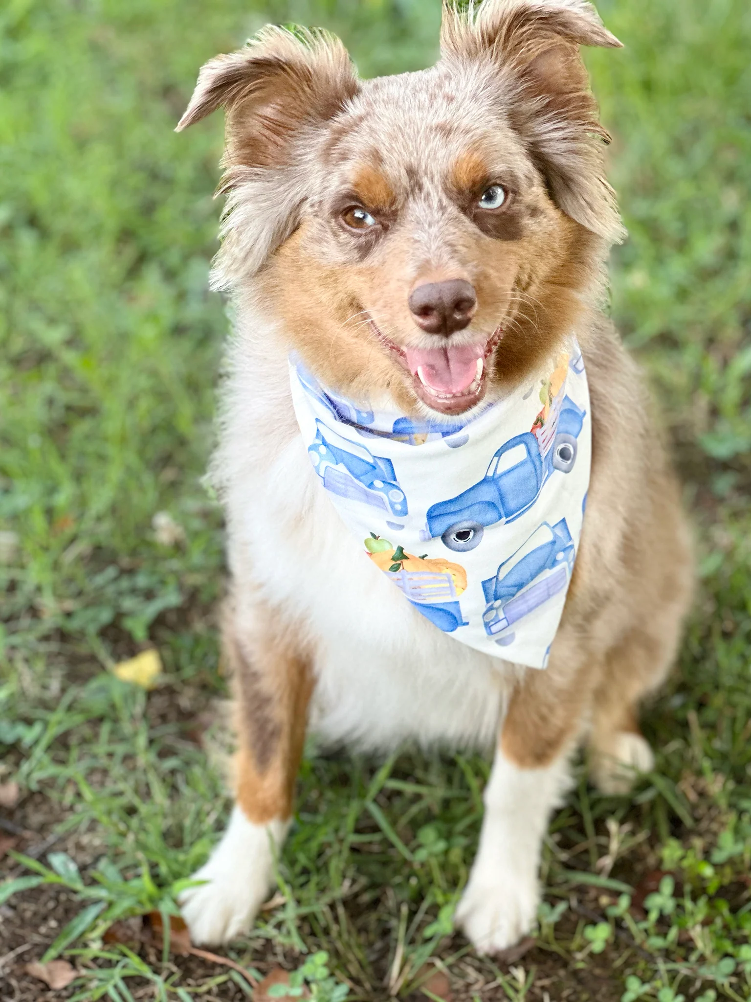 Blue & White Pumpkin Truck Bandana