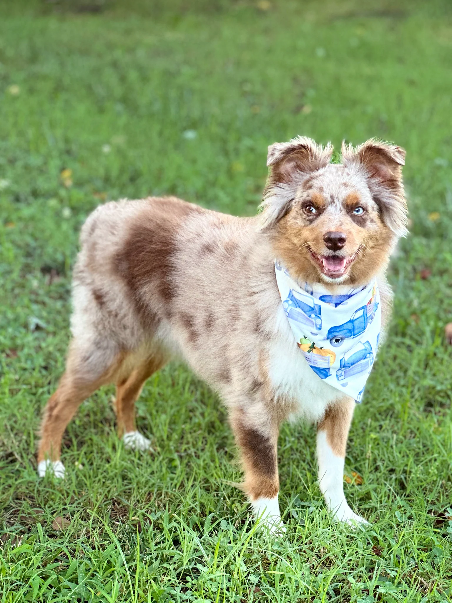 Blue & White Pumpkin Truck Bandana - Image 3