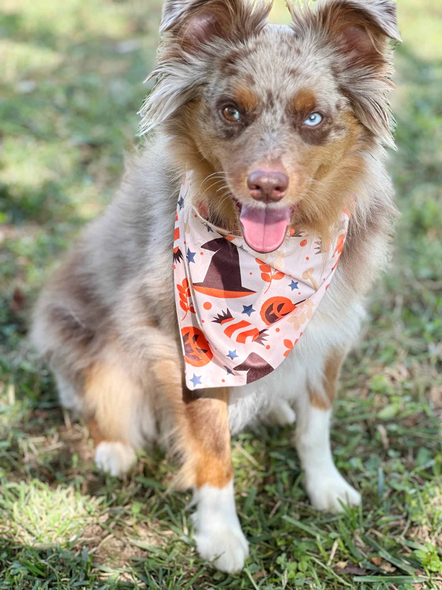 Happy Halloween Bandana - Image 2