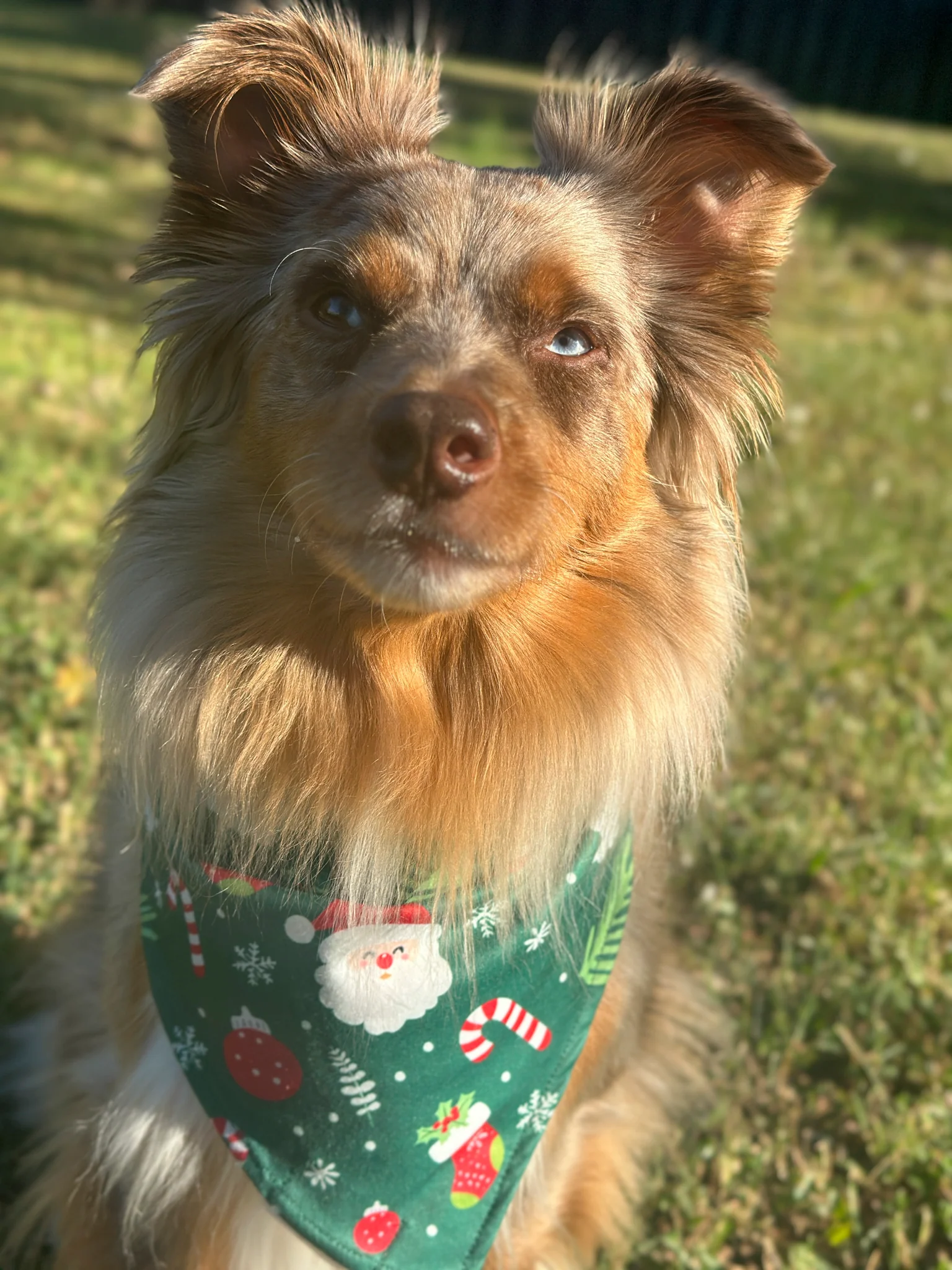 "Merry Christmas" Celebration Bandana - Image 3