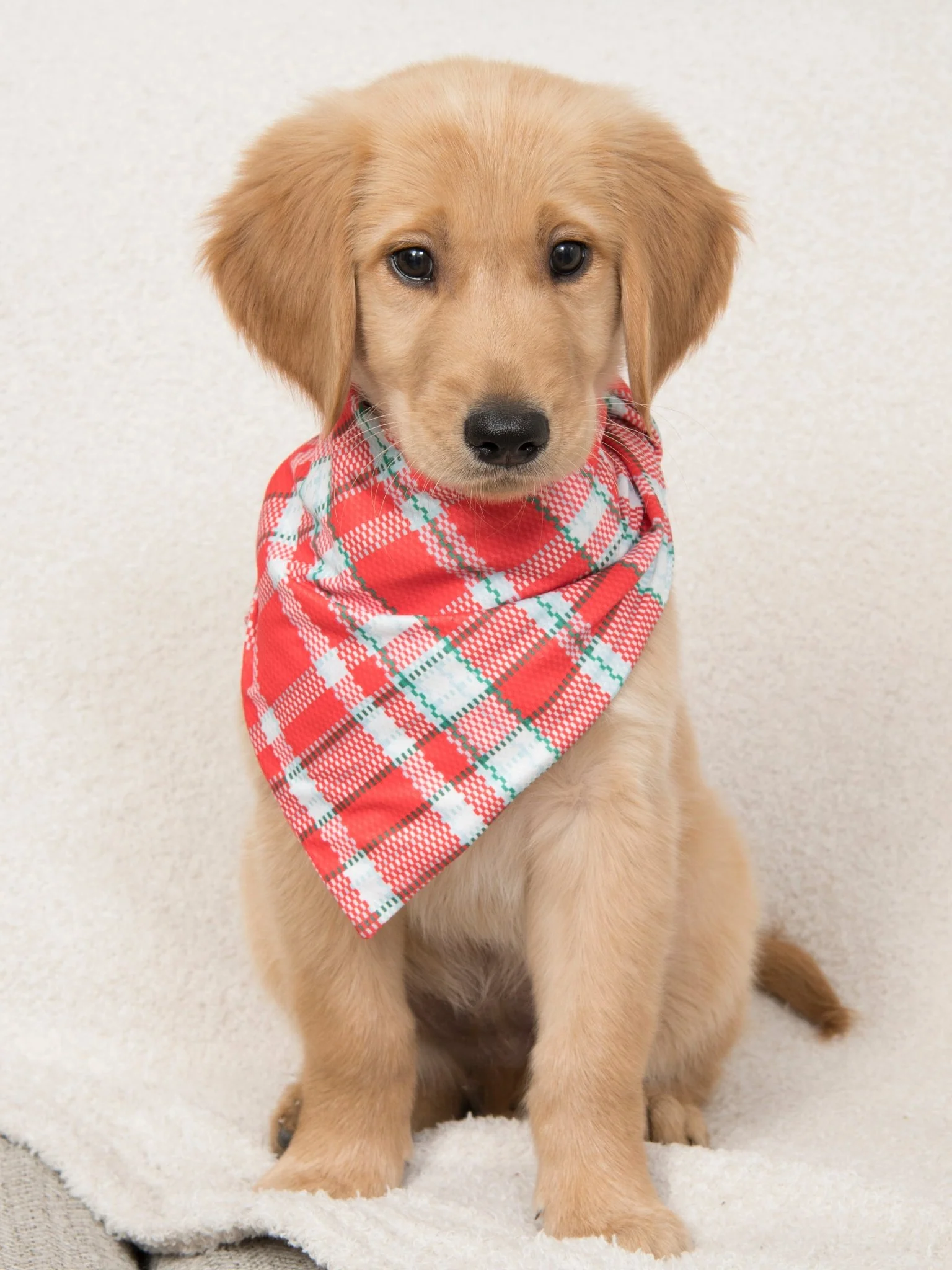 MNC Royal Pups™ Pet Bandana - Image 3