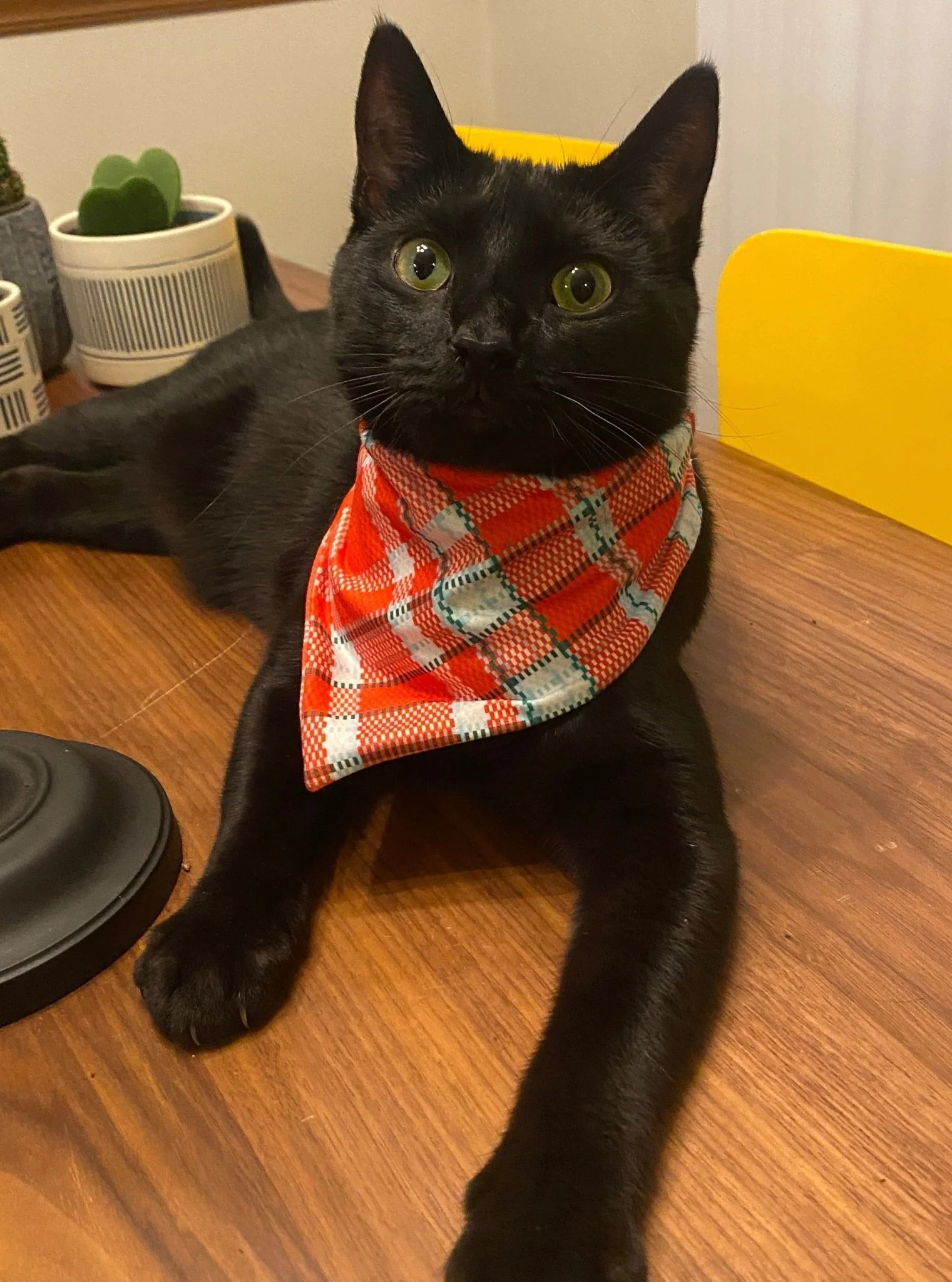 MNC Royal Pups™ Pet Bandana - Image 5