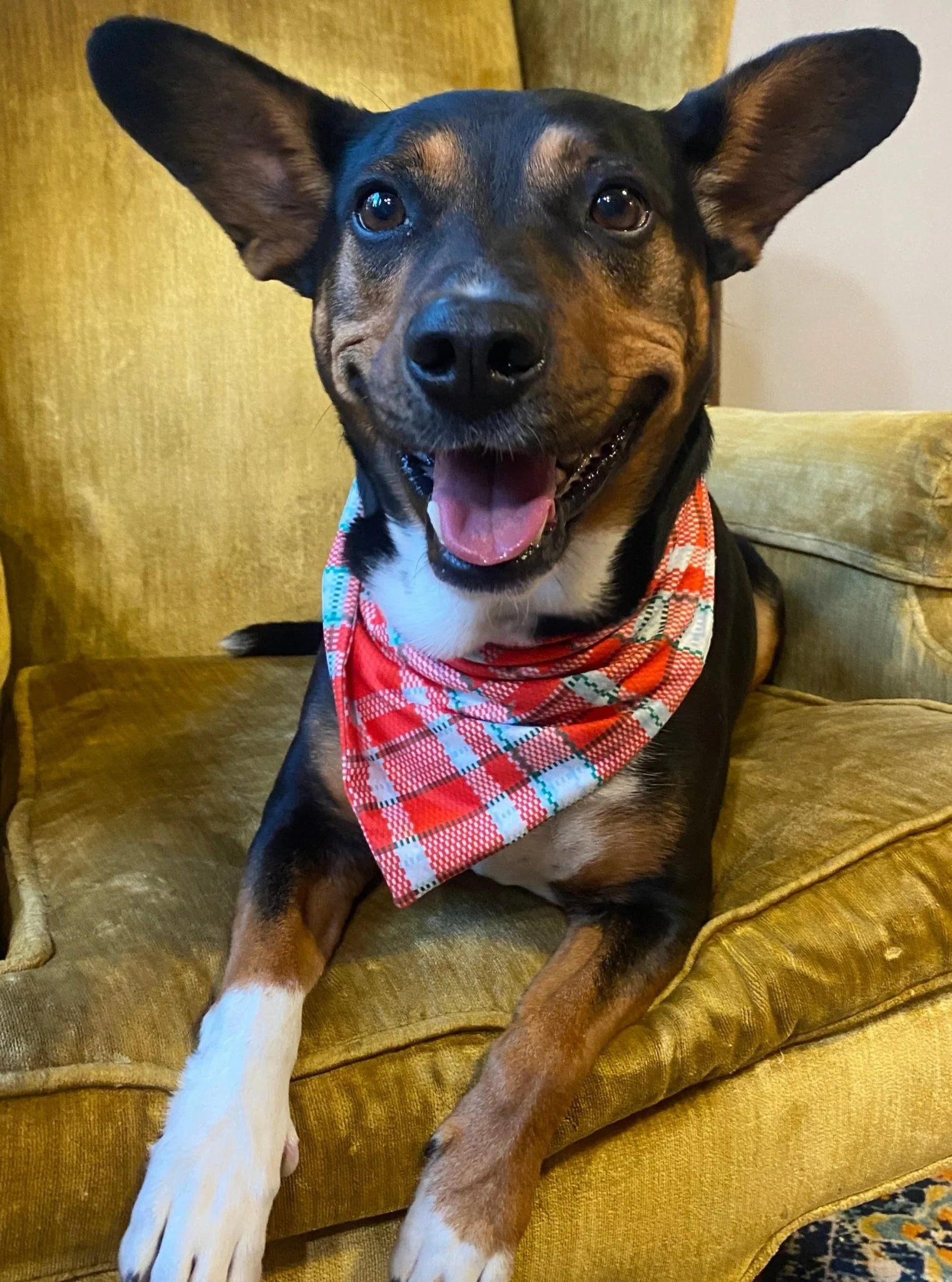 MNC Royal Pups™ Pet Bandana - Image 6
