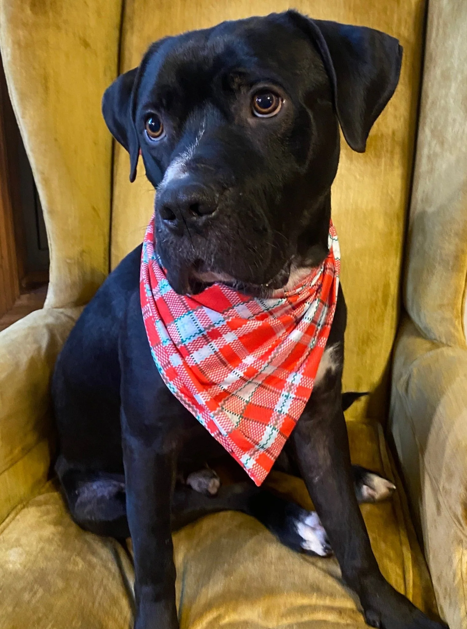 MNC Royal Pups™ Pet Bandana - Image 7